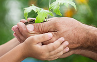 laudato si web